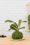 Kokedama Maranta Leuconeura - La Plantisserie