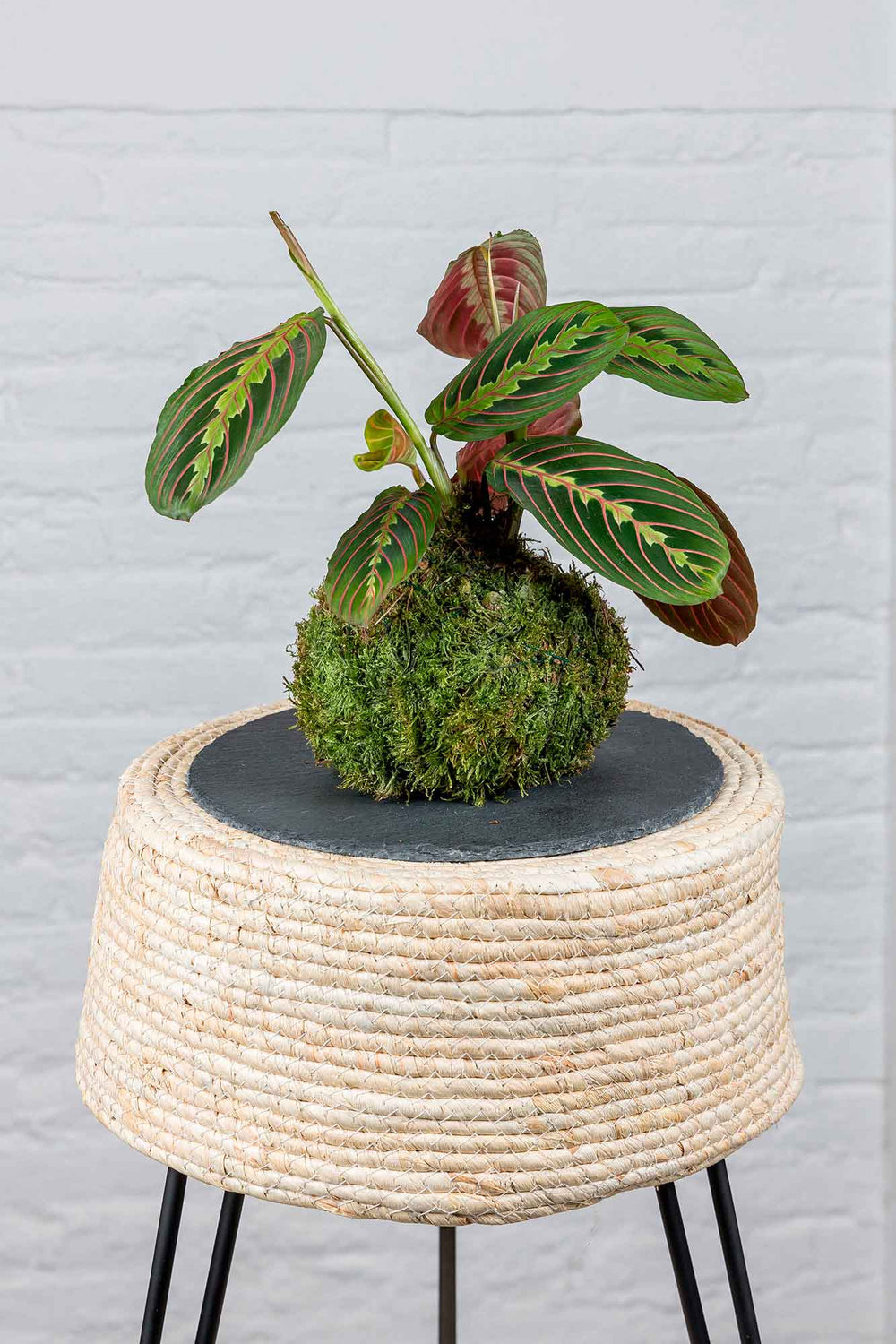 Kokedama Maranta Leuconeura - La Plantisserie