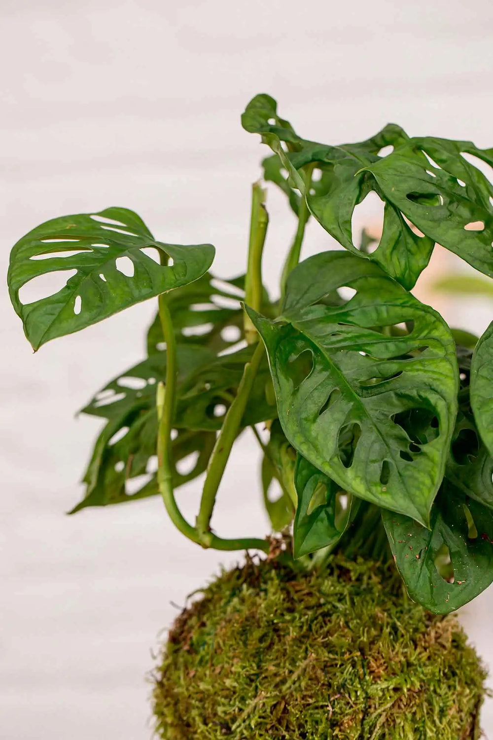 Detalle de la bola de musgo de la kokedama de Monstera Adansonii