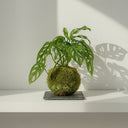 Kokedama Monstera Adansonii - La Plantisserie