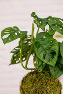 Kokedama Monstera Adansonii - La Plantisserie