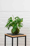 Kokedama Monstera Adansonii