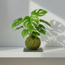 Kokedama Monstera Deliciosa - La Plantisserie