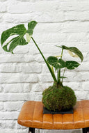 Kokedama Monstera Thai Constellation - La Plantisserie