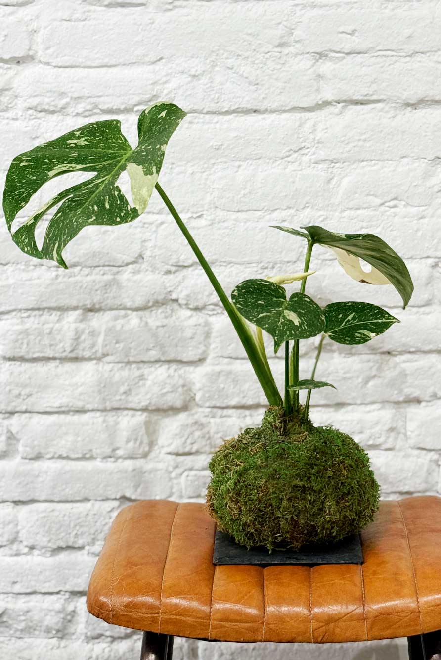 Kokedama Monstera Thai Constellation