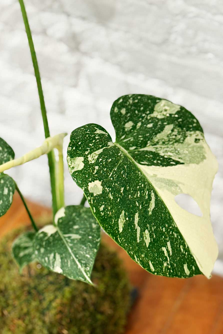 Kokedama Monstera Thai Constellation