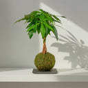 Kokedama Pachira Aquatica - La Plantisserie