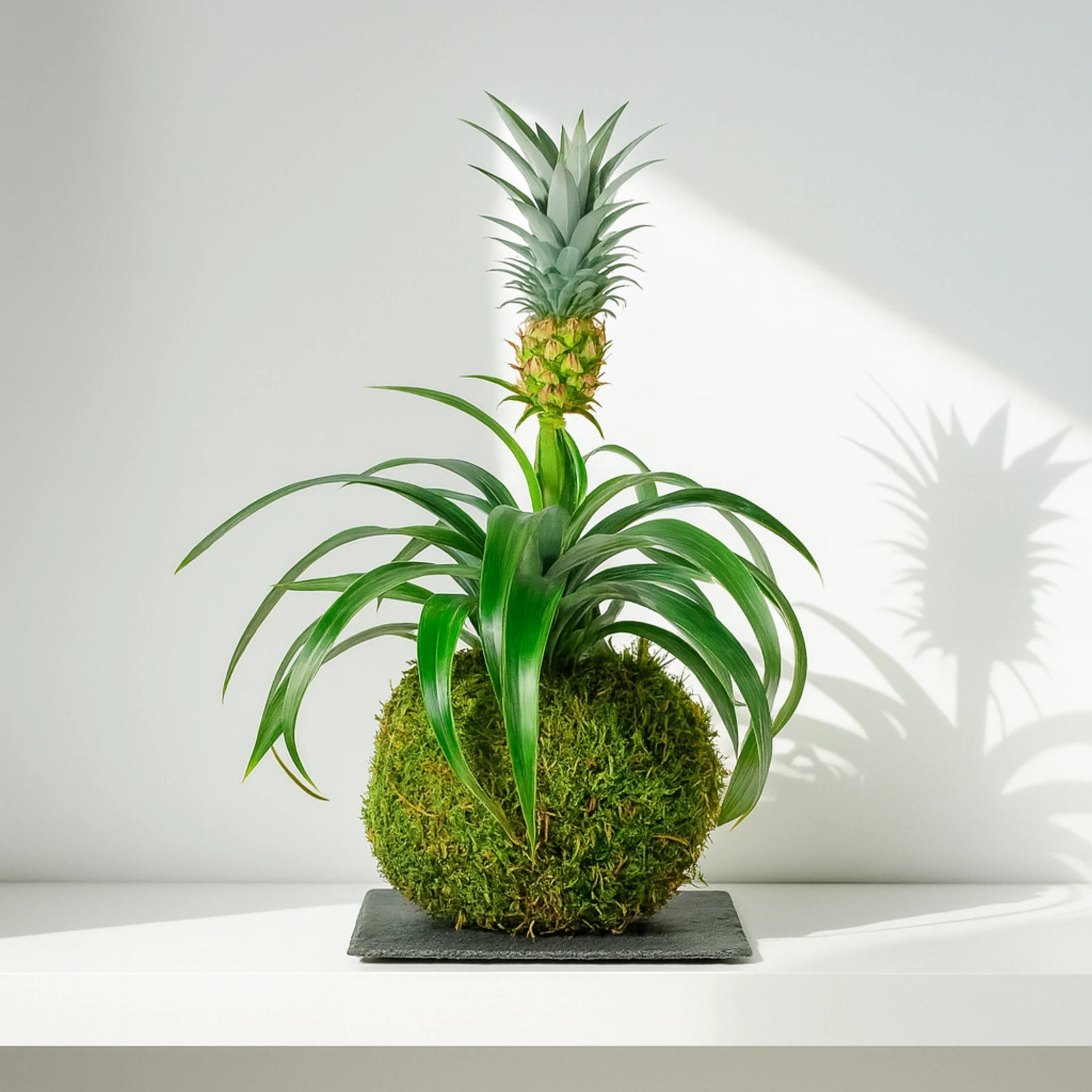 Kokedama Piña