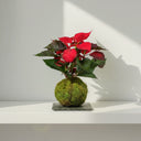 Kokedama Flor de Pascua