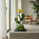 Kokedama Rosa Eterna - La Plantisserie