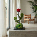 Kokedama Rosa Eterna - La Plantisserie