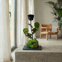 Kokedama Rosa Eterna - La Plantisserie
