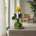 Kokedama Rosa Eterna Wood - La Plantisserie
