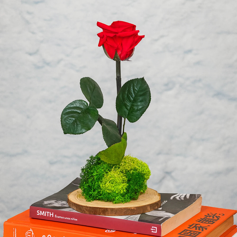 Kokedama Rosa Eterna Wood - La Plantisserie