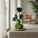 Kokedama Rosa Eterna Wood - La Plantisserie