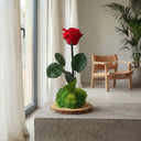 Kokedama Rosa Eterna Wood - La Plantisserie