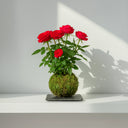 Kokedama Rosal