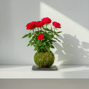 Kokedama Rosal - La Plantisserie