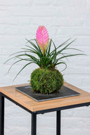 Kokedama Tillandsia Rosa - La Plantisserie
