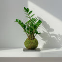 Kokedama Zamioculca