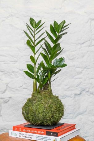 Kokedama Zamioculca - La Plantisserie
