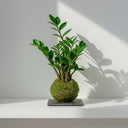 Kokedama Zamioculca - La Plantisserie