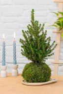 Kokedama Abeto Navidad