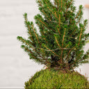 Kokedama Abeto Navidad