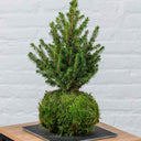 Kokedama Abeto Navidad