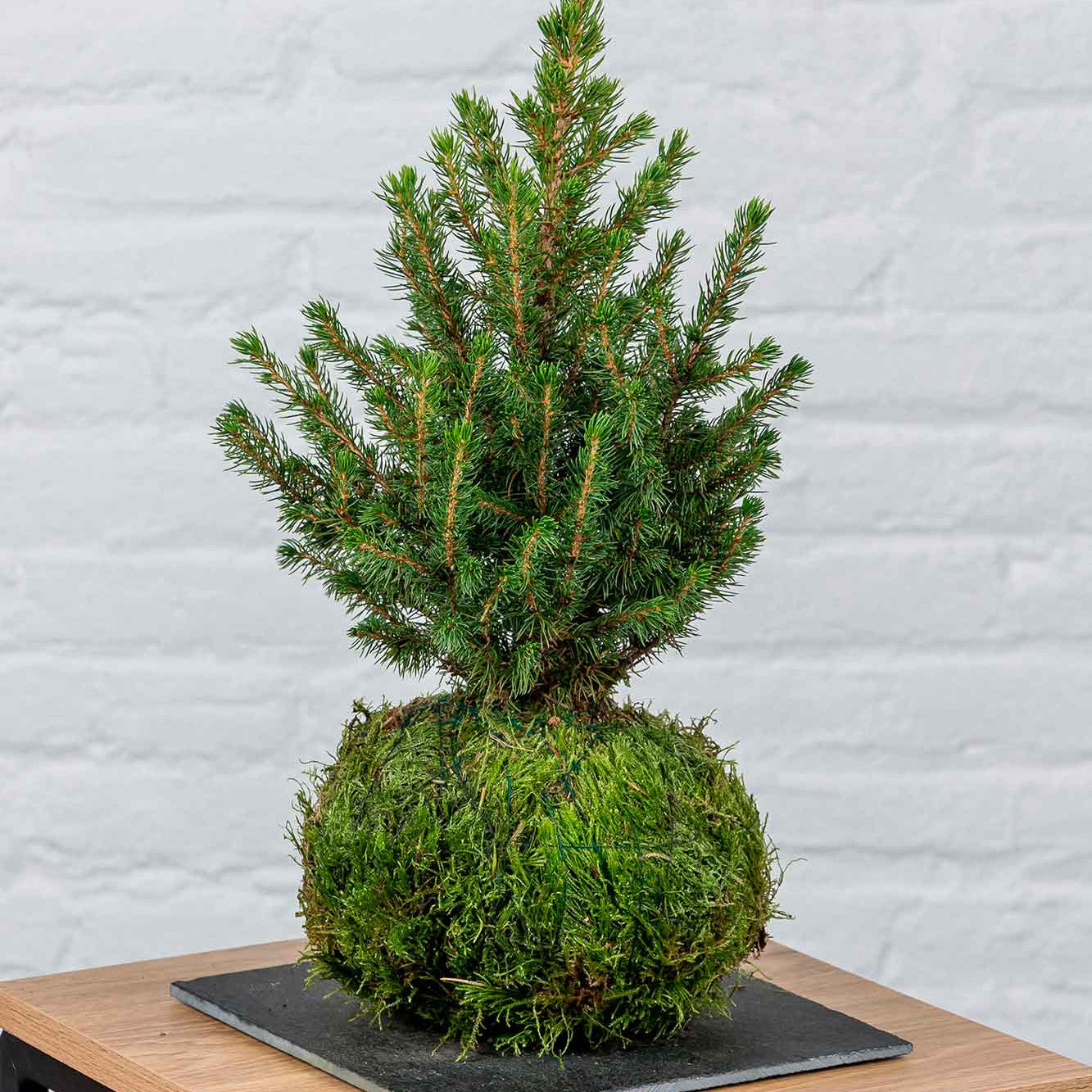 Kokedama Abeto Navidad