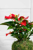 Kokedama Anthurium