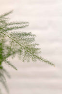 Kokedama Asparagus Plumosus