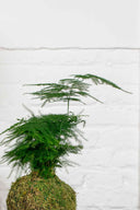 Kokedama Asparagus Plumosus