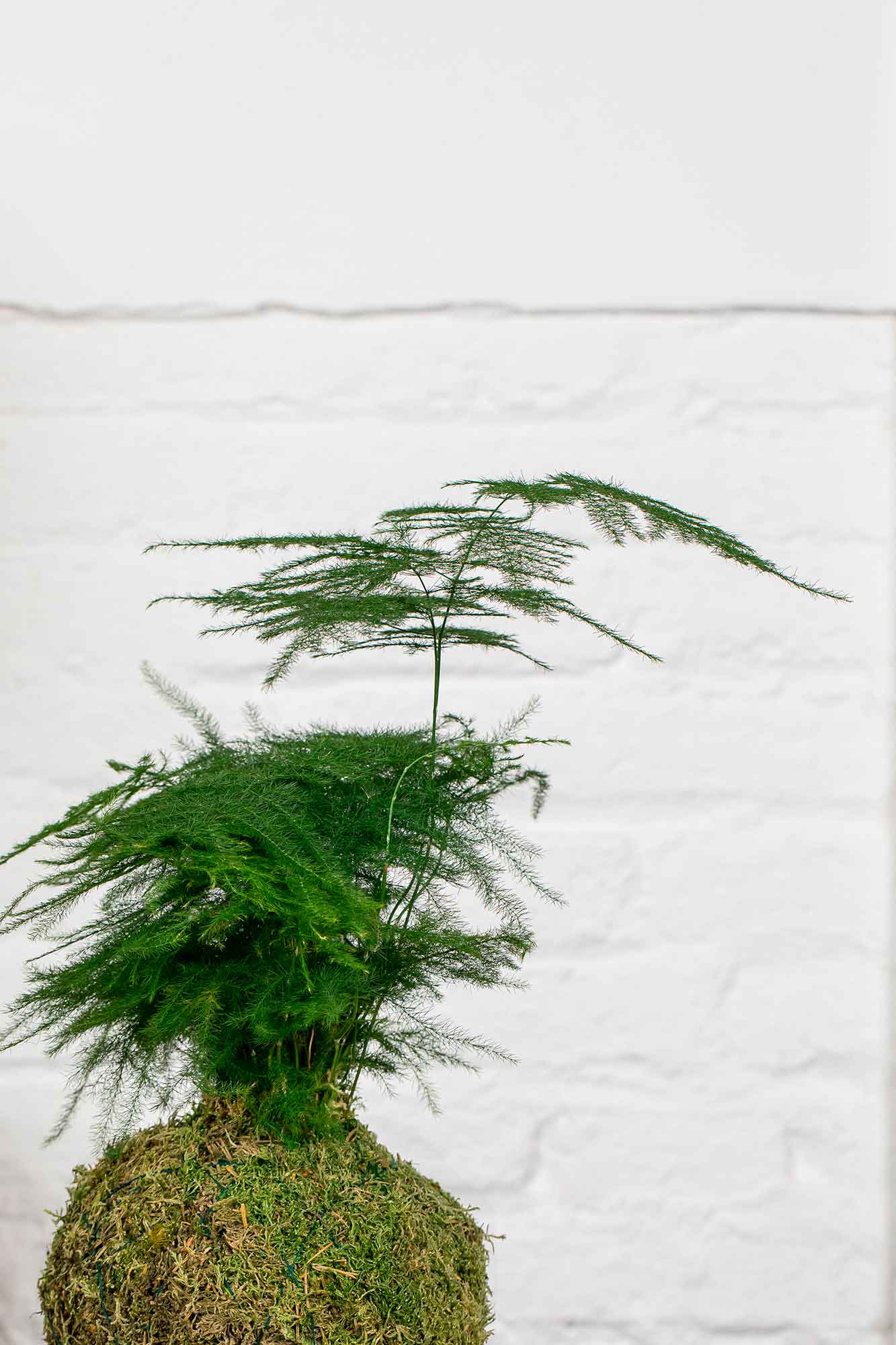 Kokedama Asparagus Plumosus