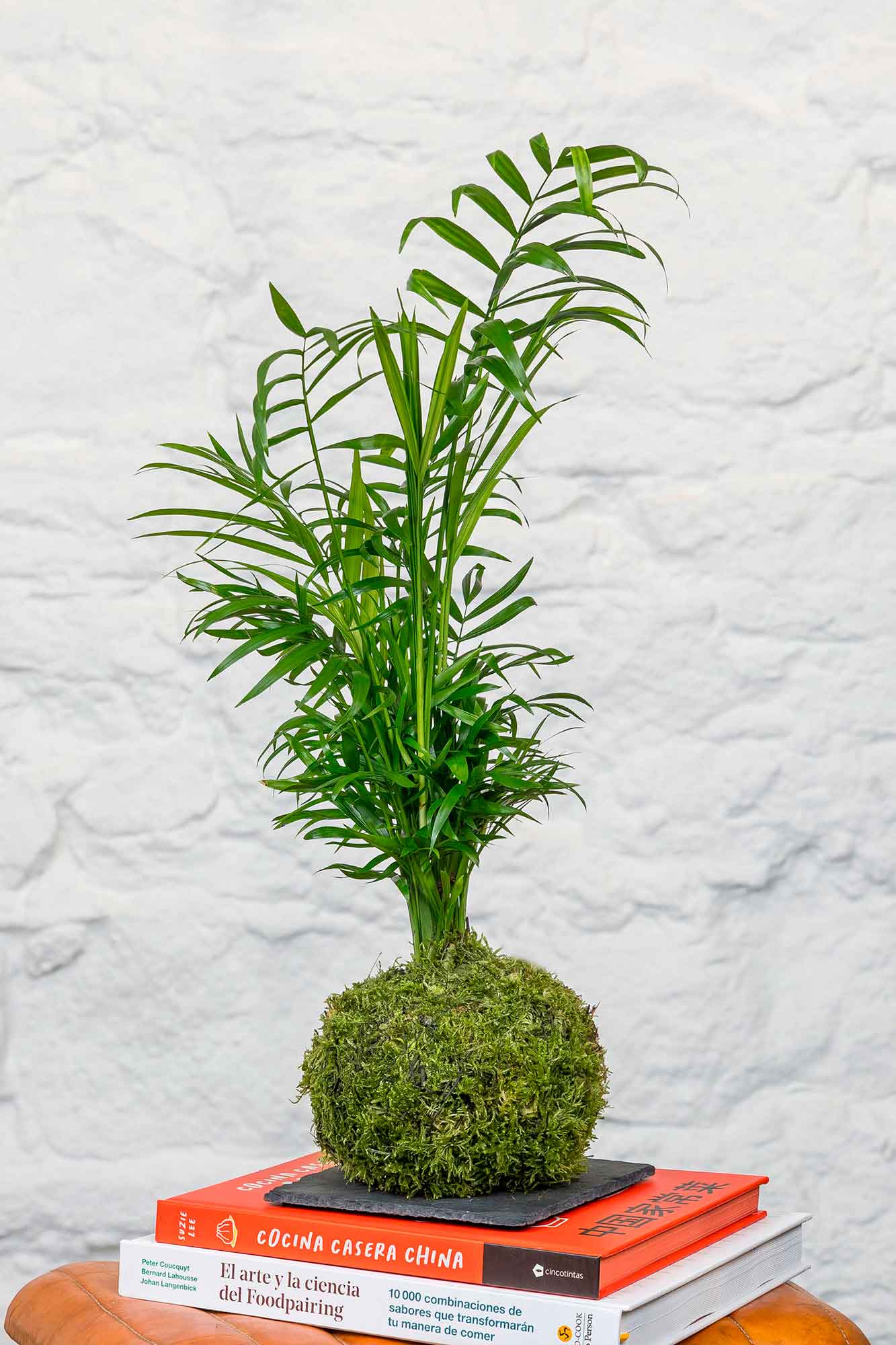 Kokedama Chamaedorea Elegans