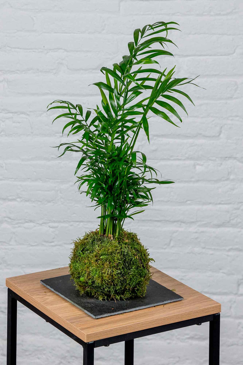 Detalle de la bola de musgo de la kokedama de Chamaedorea Elegans
