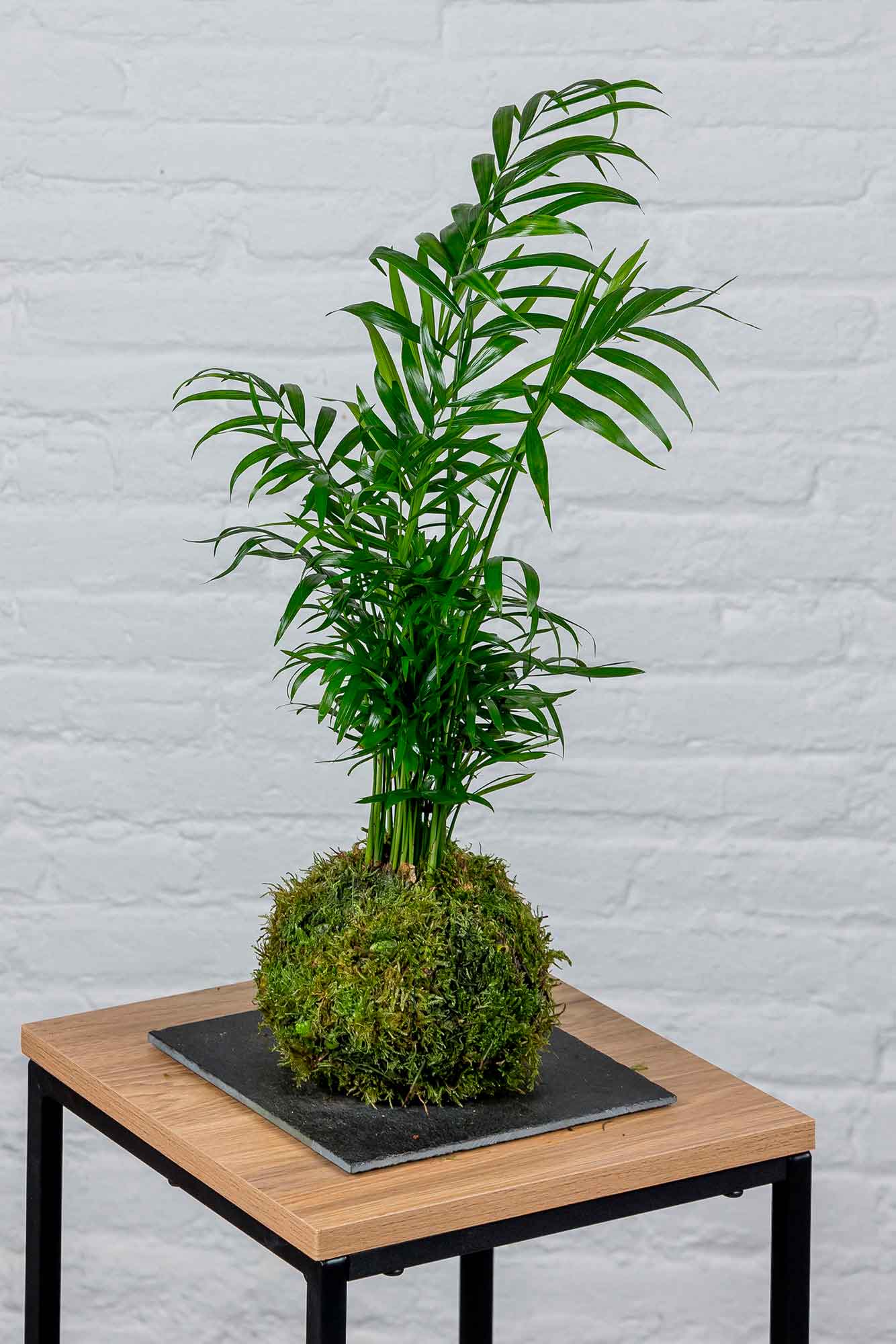 Kokedama Chamaedorea Elegans