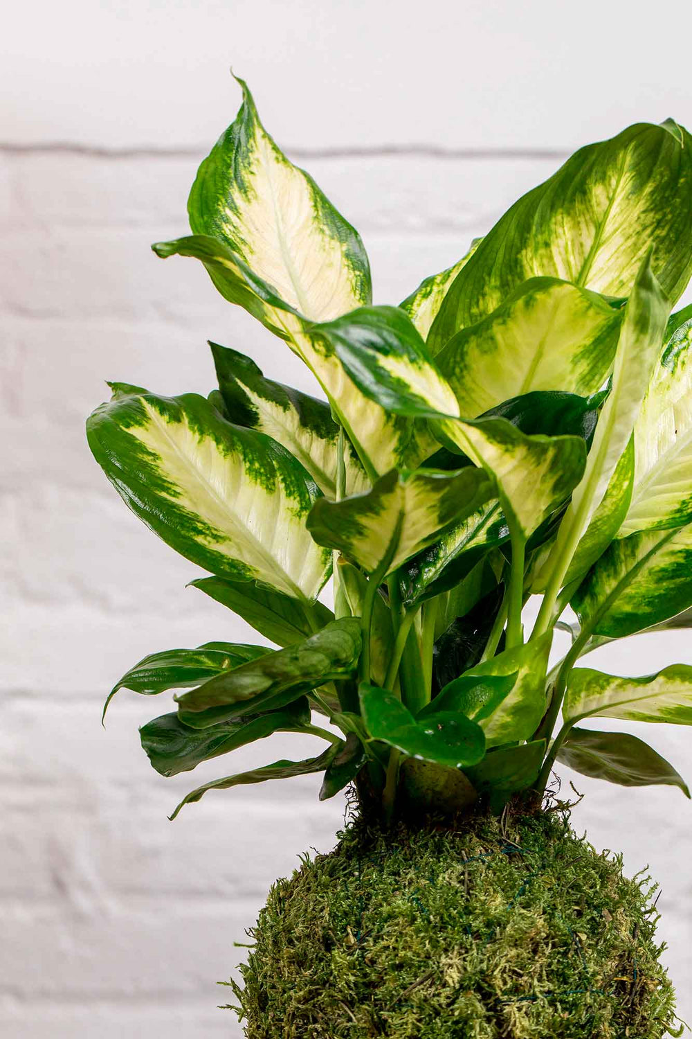 Detalle de la bola de musgo de la kokedama de Dieffenbachia