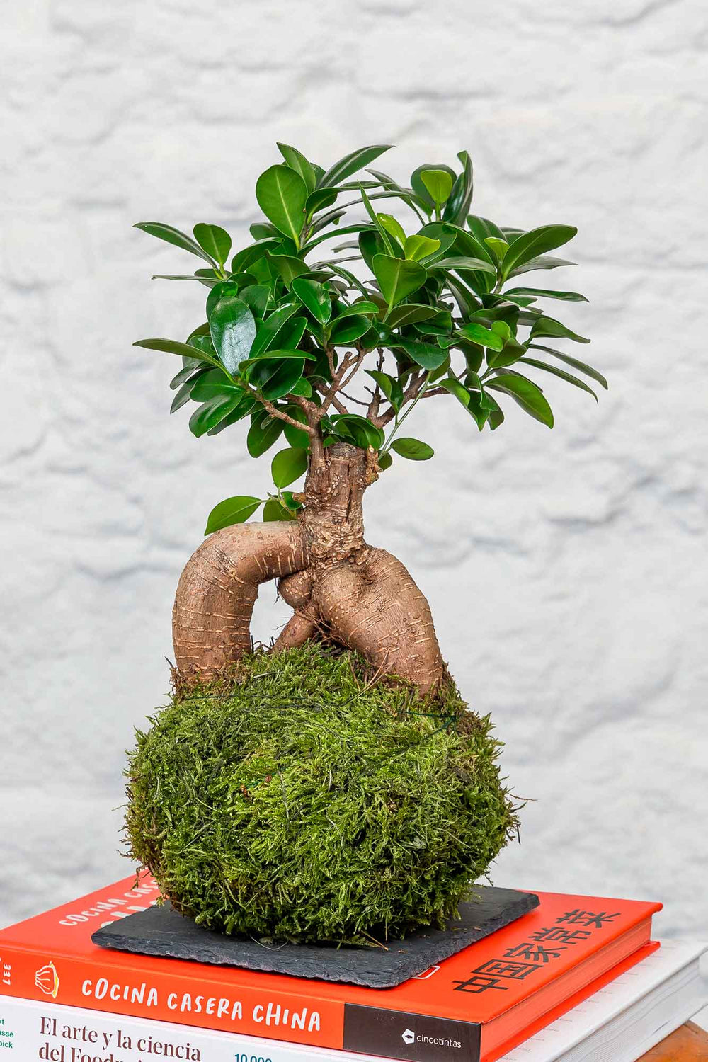 Detalle de la bola de musgo de la kokedama de Ficus Ginseng