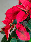 Kokedama Flor de Pascua