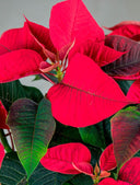 Kokedama Flor de Pascua