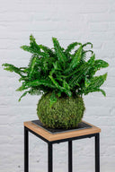Kokedama Helecho