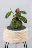 Kokedama Maranta Leuconeura