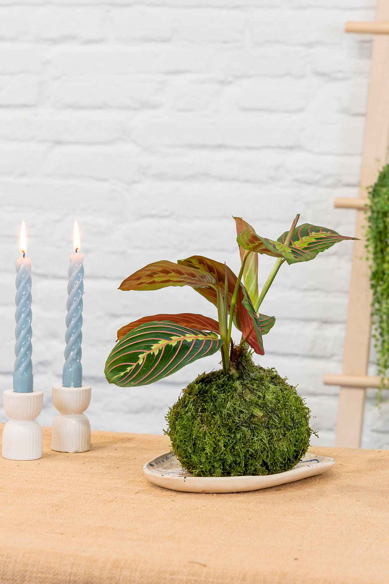 Kokedama Maranta Leuconeura
