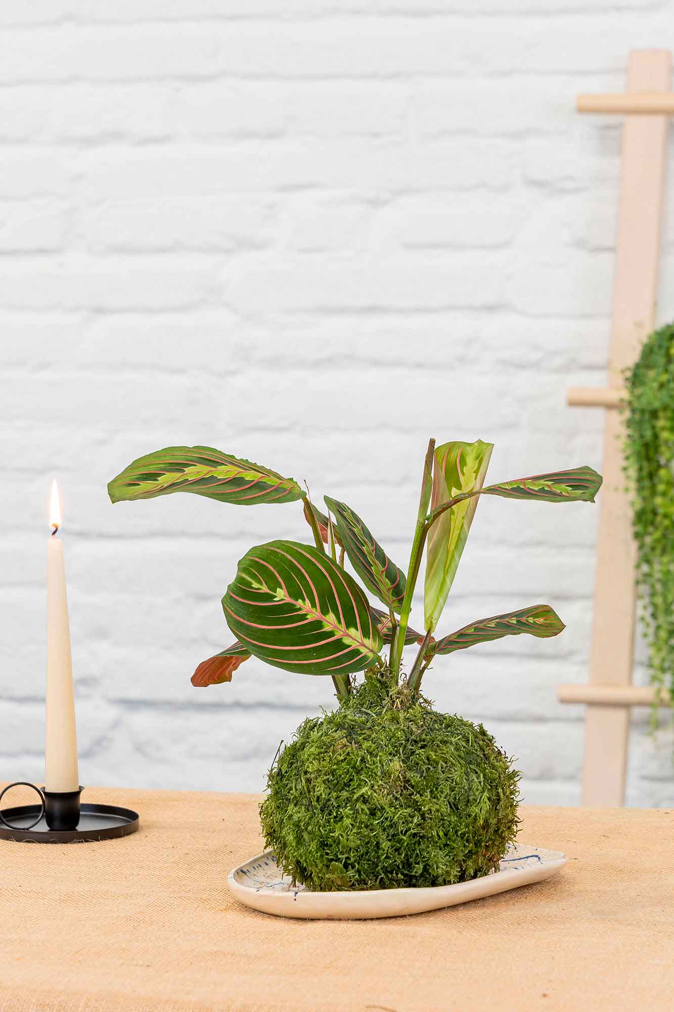 Kokedama Maranta Leuconeura