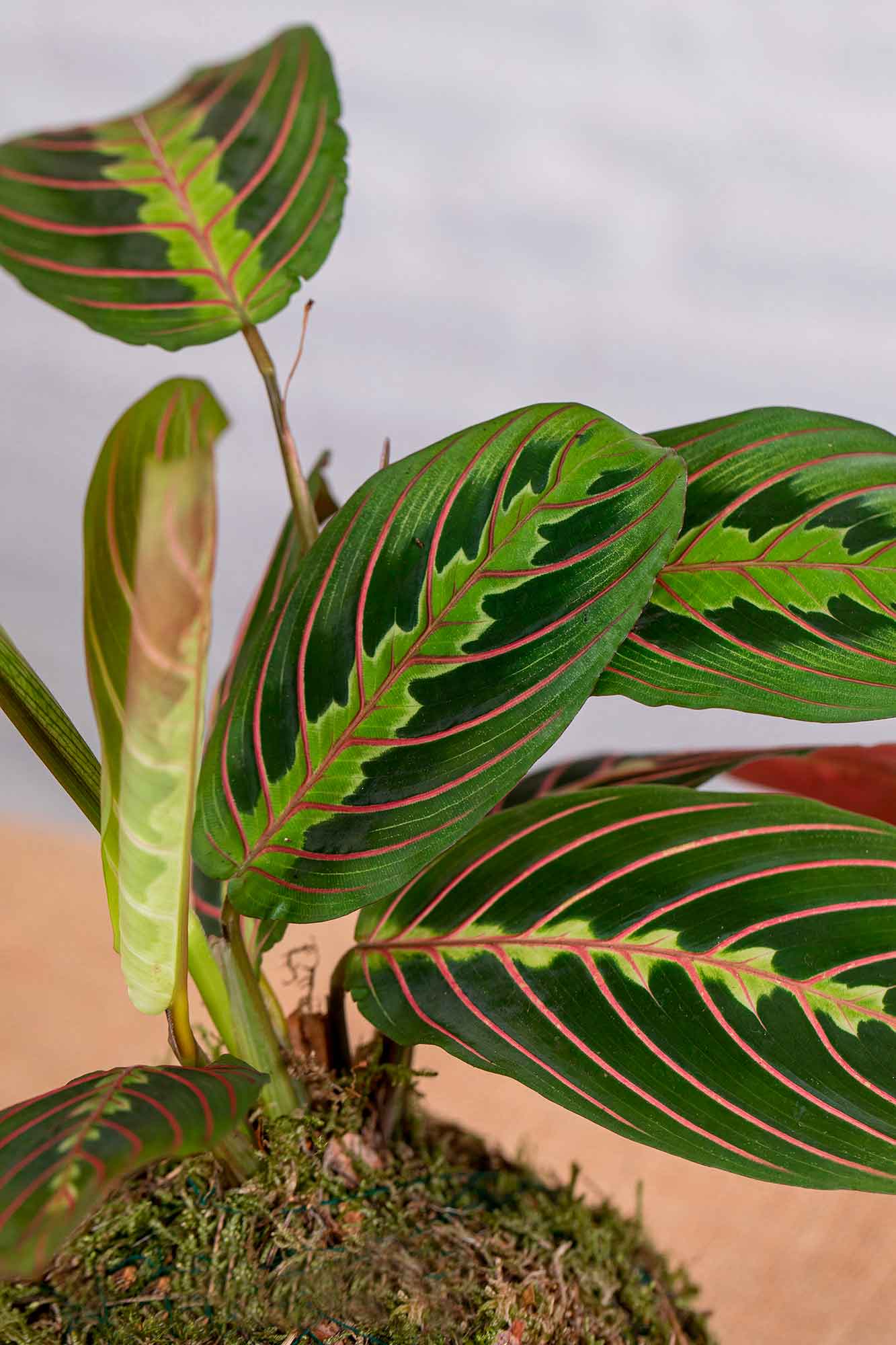 Kokedama Maranta Leuconeura
