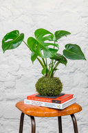 Kokedama Monstera Deliciosa