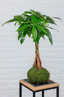 Kokedama Pachira Aquatica