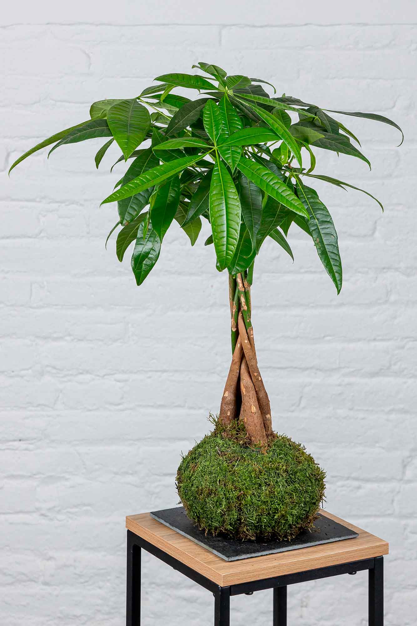 Kokedama Pachira Aquatica