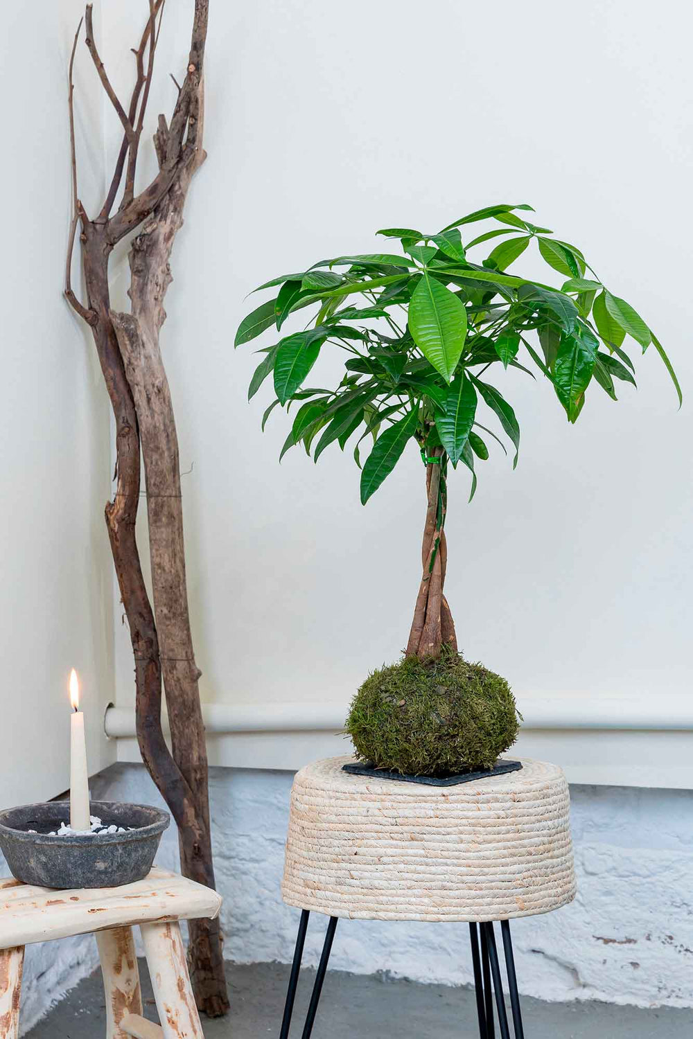 Detalle de la bola de musgo de la kokedama de Pachira Aquatica